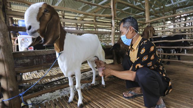 Peternak memerah susu kambing etawa di kandang milik koperasi Pondok Pesantren Al Urwatul Wutsqo, Sindang, Indramayu, Jawa Barat, Rabu (20/10/2021). [ANTARA FOTO/Dedhez Anggara]