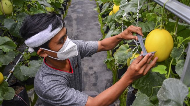 Petani Milenial Tasikmalaya (Pelita) Dadan Ridwan mengukur pertumbuhan melon organik di Taman Hati Farm, Tamansari, Kota Tasikmalaya, Jawa Barat, Selasa (19/10/2021). [ANTARA FOTO/Adeng Bustomi]