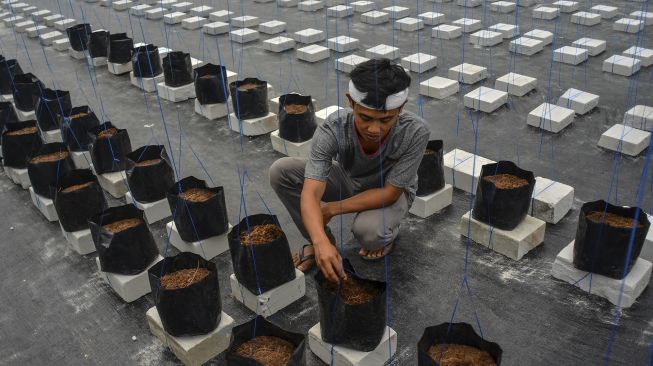 Petani Milenial Tasikmalaya (Pelita) Dadan Ridwan meyiapkan lahan baru untuk ditanami melon organik di Taman Hati Farm, Tamansari, Kota Tasikmalaya, Jawa Barat, Selasa (19/10/2021). [ANTARA FOTO/Adeng Bustomi]