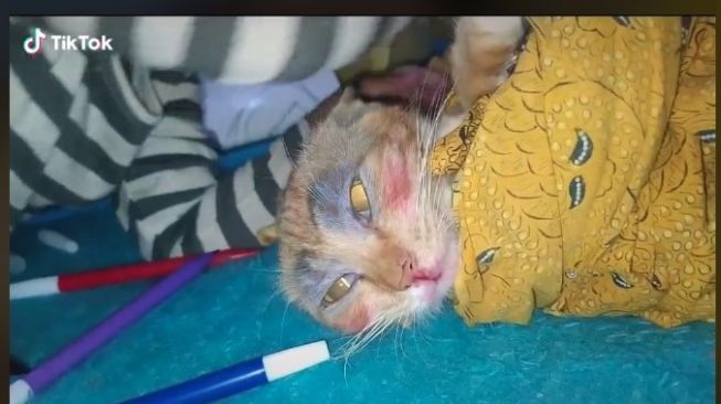 Kucing Pasrah Dirias Bocil, Hasilnya Tuai Perdebatan