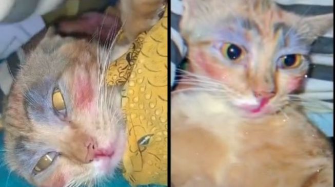 Kucing Pasrah Dirias Bocil, Hasilnya Tuai Perdebatan