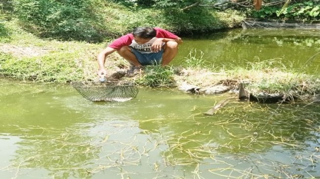 Panen Dini Akibat Harga Ikan Gurame Turun Pembudidaya Ikan Gurame Tekor