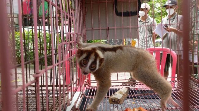  Penampakan kukang jawa atau Nycticebus Javanicus yang berhasil diamankan Satreskrim Polresta Jogja dari perdagangan satwa dilindungi secara online. (SuaraJogja.id/Rahmat Jiwandono)