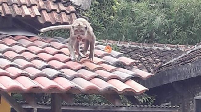 Gerombolan Kera Serbu Pemukiman di Karanganyar, Masuk Rumah Warga hingga Curi Makanan