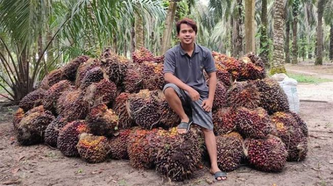 Harga Sawit Meroket, Petani di Riau Keluhkan Kenaikan Harga Pupuk