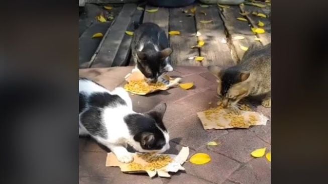 Beri Kucing Jalanan Makan Meski Jok Motornya Jadi Korban Cakaran, Aksi Driver Ojol Ini Tuai Pujian. [Foto: TikTok]