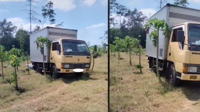 Truk tersasar di kebun pepaya bikin syok sopir (TikTok)