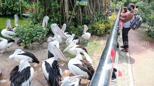 Libur Natal, Pendapatan Juru Foto Ragunan Naik 50 Persen lebih