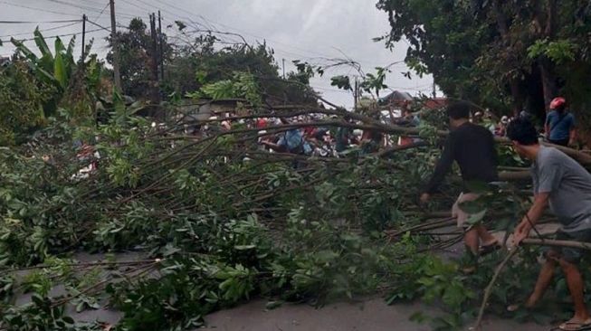 Pohon Besar Tumbang di Sukatani Akibat Hujan Deras Disertai Angin Kencang