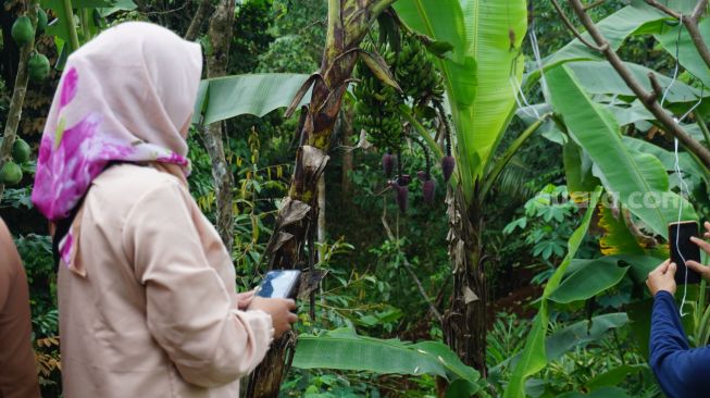 Pohon Pisang Bertandan dan Berjantung Empat Gemparkan Warga Banjarnegara, Ini Wujudnya!