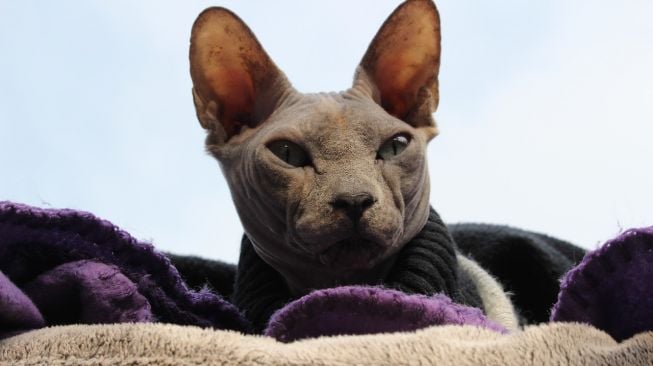 Sphynx, kucing tanpa bulu. (Pixabay/Kleinbegin)