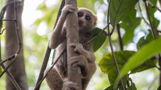 Seekor kukang Sumatera (nycticebus coucang) berada di atas pohon usai dilepasliarkan di Suaka Margasatwa Padang Sugihan, Banyuasin, Sumatera Selatan, Sabtu (23/10/2021). [ANTARA FOTO/Nova Wahyudi]