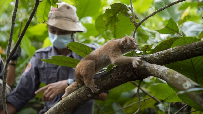 Seekor kukang Sumatera (nycticebus coucang) berada di atas pohon usai dilepasliarkan di Suaka Margasatwa Padang Sugihan, Banyuasin, Sumatera Selatan, Sabtu (23/10/2021). [ANTARA FOTO/Nova Wahyudi]