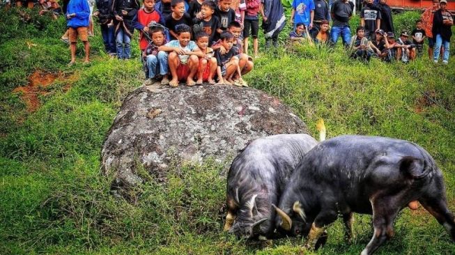 Pesta Rambu Solo di Toraja selalu dinantikan para wisatawan. Ritual adat ini adalah sebuah upacara pemakaman bagi suku Toraja yang sangat ramai [[SuaraSulsel.id / Istimewa]