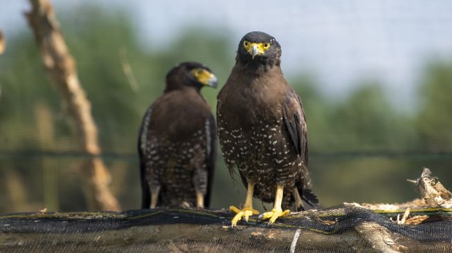 Dua ekor elang bido (spilornis chela) berada di kandang habituasi sebelum dilepasliarkan di Suaka Margasatwa Padang Sugihan, Banyuasin, Sumatera Selatan, Sabtu (23/10/2021). [ANTARA FOTO/Nova Wahyudi]