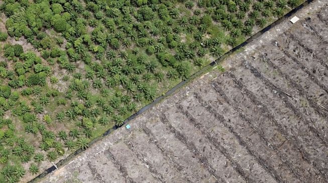 Foto udara pembukaan lahan baru dan perkebunan kelapa sawit di kawasan Suaka Margasatwa Rawa Singkil Desa Lhok Raya, Kecamatan Trumon Tengah, Aceh Selatan, Aceh, Minggu (24/10/2021). [ANTARA FOTO/Syifa Yulinnas]