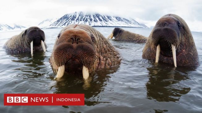 Perubahan iklim: Menghitung Walrus dari Luar Angkasa