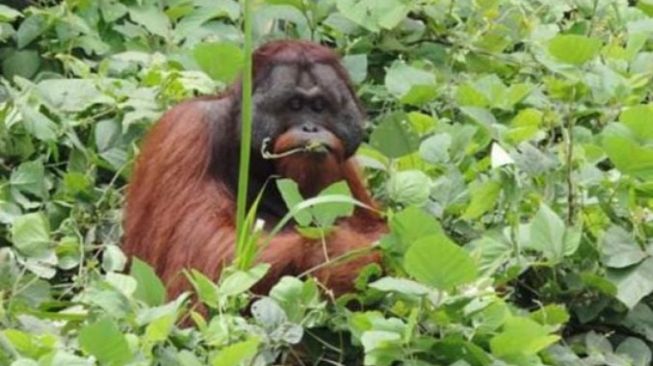 BKSDA-KPC-COP Lepasliarkan Satu Orangutan ke Hutan Lindung Sungai Lesan