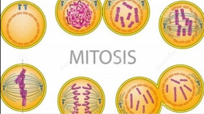 Pembelahan Mitosis. [UGM] 