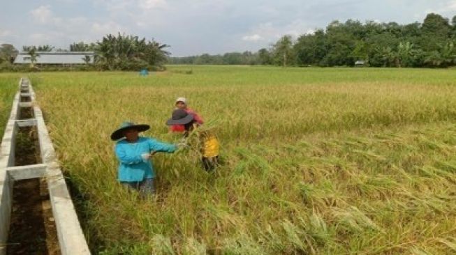 Sejak Ada Irigasi, Panen Padi di Kuantan Mudik dan Hulu Kuantan Melimpah