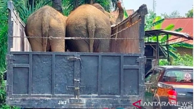 Tiga Ekor Gajah Sumatera Betina Dikirim ke Jambi