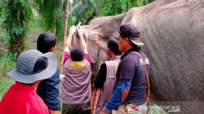 Tim BKSDA Temukan Gajah Sumatera Sakit di Indragiri Hulu
