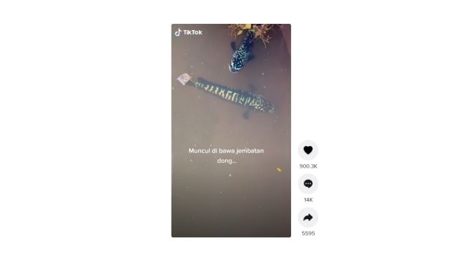 Ikan hias langka di kolong jembatan. [TikTok]