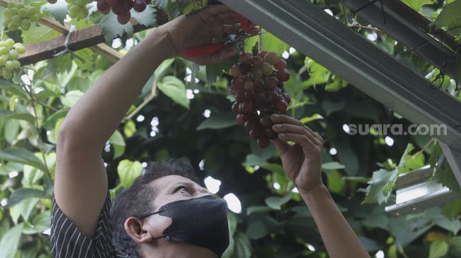 Warga merawat tanaman anggur di Gang Obor Patma RW 06, Kelurahan Munjul, Cipayung, Jakarta, Rabu (27/10/2021). [Suara.com/Angga Budhiyanto]