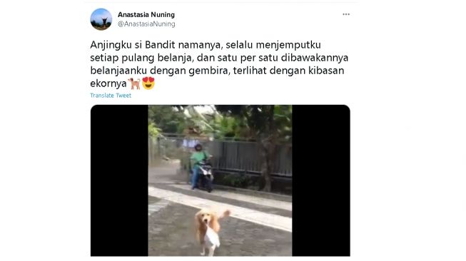 Aksi menggemaskan seekor anjing menjemput majikan yang pulang berbelanja (twitter)