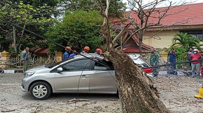 Mobil Tertimpa Pohon Lapuk di Pekanbaru, Pengendara Selamat