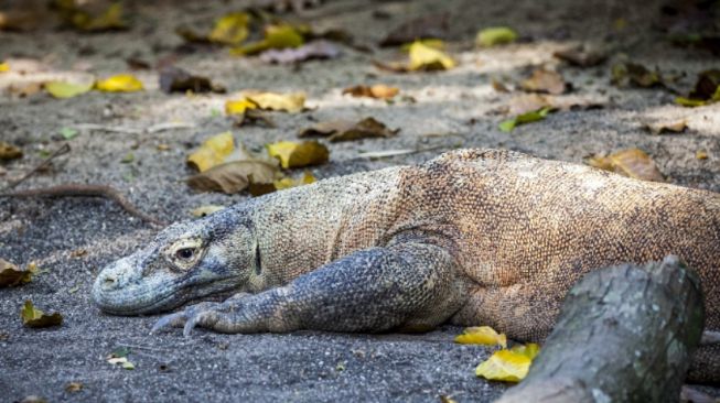 Pulau Komodo Akan Punya Pelayanan Medis Darurat untuk Wisatawan Sakit yang Lagi Berwisata