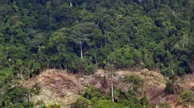 Kerusakan Hutan Mengundang Petaka, Hentikan Eksploitasi dan Pembalakan Liar