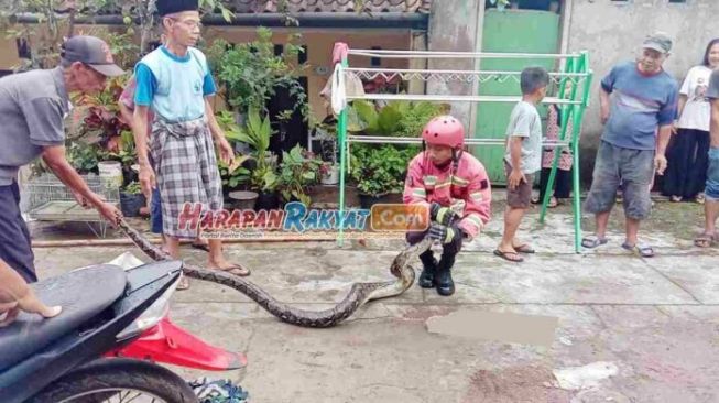 Ada Kucing Dimangsa Sosok Ini, Warga Ketakutan