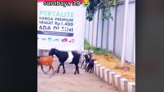 Kambing kepanasan (tiktok.com/@adear91)