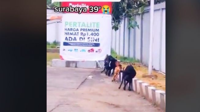 Cuaca Panas Surabaya Tak Tertahan, Segerombol Kambing Sampai Jalan Sempoyongan