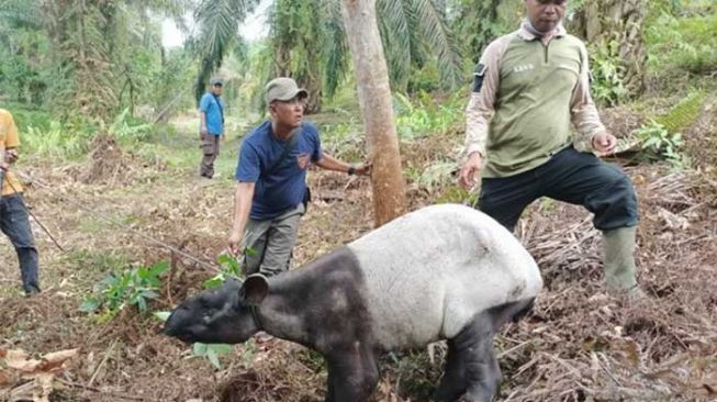 Tapir Betina Kena Jerat di Kebun Sawit Riau, Kakinya Terluka Parah