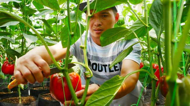 Intip Rahasia Sukses Petani Paprika Bandung Barat Beromzet Puluhan Juta