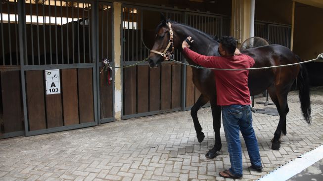 Pekerja melakukan perawatan pada kuda poni di istal Sekolah Berkuda Equinara, Jakarta International Equestrian Park (JIEP), Jakarta Timur, Sabtu (30/10/2021).  ANTARA FOTO/Indrianto Eko Suwarso