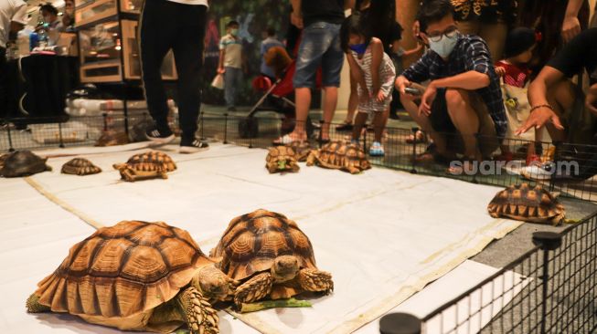 Pengunjung melihat pameran hewan Exotic Pet Expo di Senayan Park, Jakarta Pusat, Sabtu (30/10/2021). [Suara.com/Alfian Winanto]