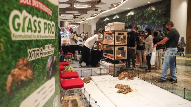 Pengunjung melihat pameran hewan Exotic Pet Expo di Senayan Park, Jakarta Pusat, Sabtu (30/10/2021). [Suara.com/Alfian Winanto]