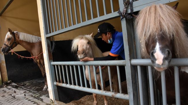 Pekerja melakukan perawatan pada kuda poni di istal Sekolah Berkuda Equinara, Jakarta International Equestrian Park (JIEP), Jakarta Timur, Sabtu (30/10/2021).  ANTARA FOTO/Indrianto Eko Suwarso