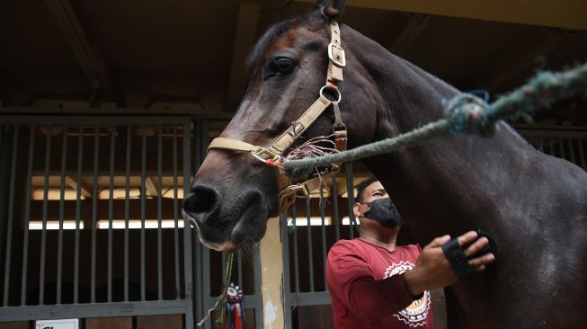 Pekerja melakukan perawatan pada kuda poni di istal Sekolah Berkuda Equinara, Jakarta International Equestrian Park (JIEP), Jakarta Timur, Sabtu (30/10/2021).  ANTARA FOTO/Indrianto Eko Suwarso