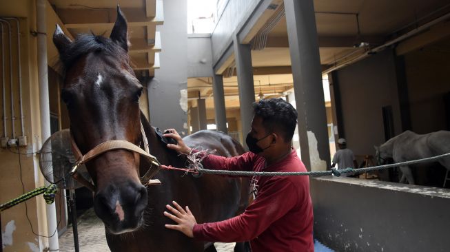 Pekerja melakukan perawatan pada kuda poni di istal Sekolah Berkuda Equinara, Jakarta International Equestrian Park (JIEP), Jakarta Timur, Sabtu (30/10/2021).  ANTARA FOTO/Indrianto Eko Suwarso