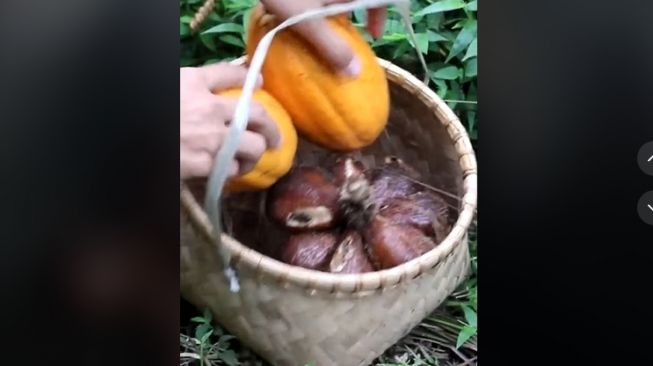 Buah kakao (tiktok)