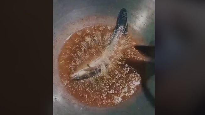 Pria 'selamatkan' ikan peliharaan (tiktok)