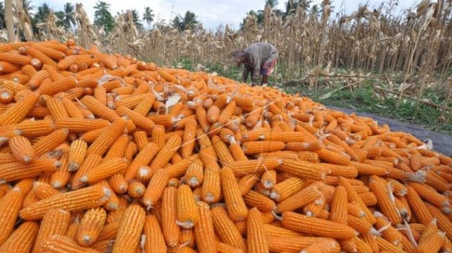 Sumut Targetkan Produksi 303.574 Ton Jagung