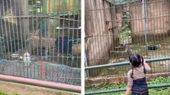 Satu Keluarga Wisata ke Kebun Binatang, Ngakak Lihat Koleksi Hewan yang Dipamerkan