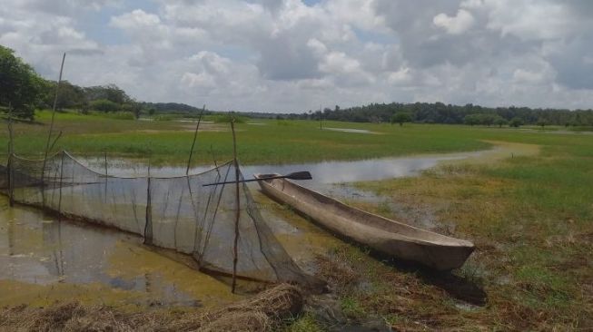 Rawa mengering di Kabupaten Merauke berubah menjadi padang Savana. Tempat mencari makan beragam fauna. Beberapa flora juga bermunculan [KabarPapua.co]