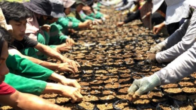 250 Hektare Lahan di Kabupaten Enrekang Akan Ditanami Kelapa Sawit