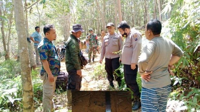 Jejak Harimau Sumatera Ditemukan di Kebun Karet Palas